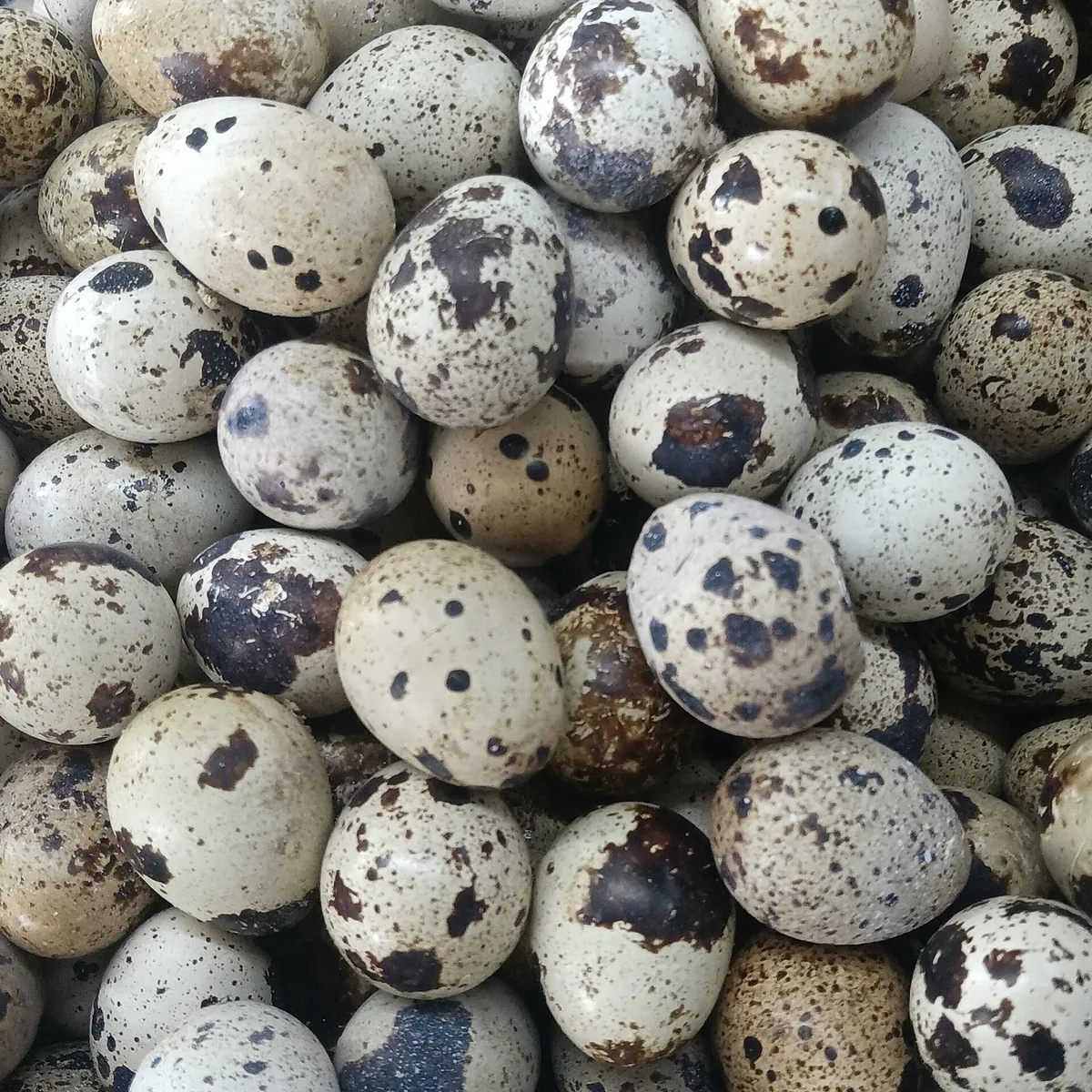 Close-up of quail eggs